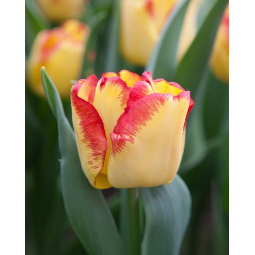 Tulipa Cape Town - Tulipán