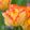 Tulipa Carribean Parrot - Tulipán