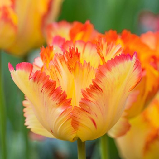 Tulipa Carribean Parrot - Tulipán