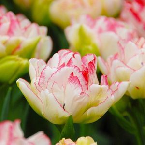 Tulipa Cartouche - Tulipán