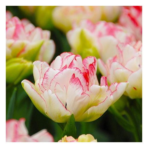 Tulipa Cartouche - Tulipán