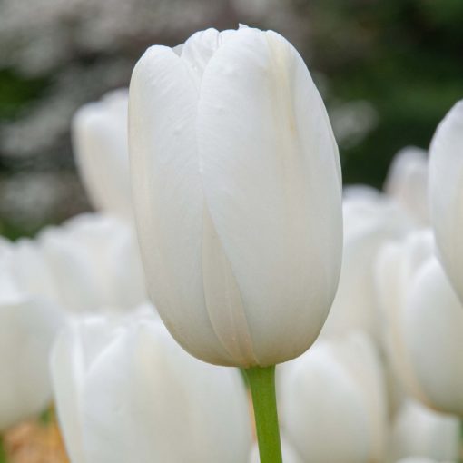 Tulipa Catherina - Tulipán