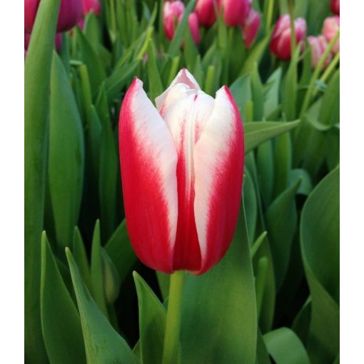 Tulipa Chacha - Tulipán