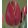 Tulipa Charmeur - Tulipán