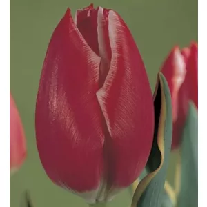 Tulipa Charmeur - Tulipán