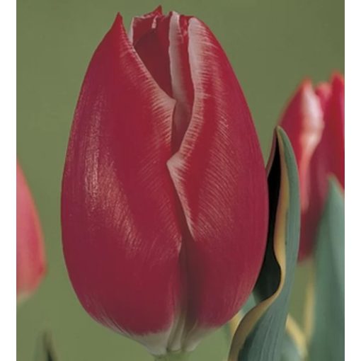 Tulipa Charmeur - Tulipán