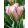 Tulipa China Town - Tulipán