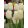 Tulipa City of Vancouver - Tulipán