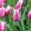 Tulipa Claudia - Tulipán