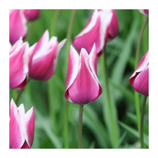 Tulipa Claudia - Tulipán