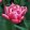 Tulipa Columbus - Tulipán