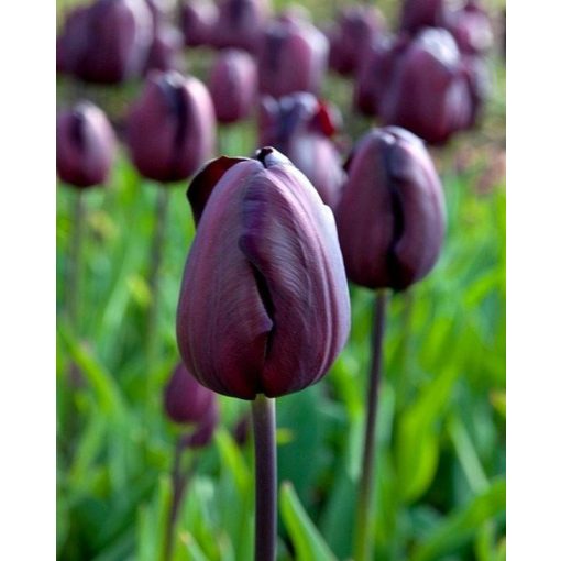 Tulipa Continental - Tulipán