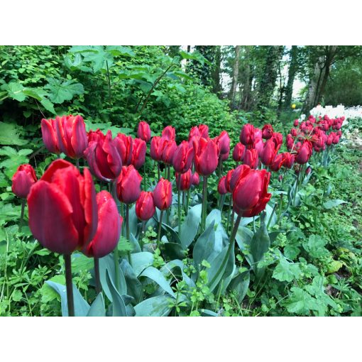 Tulipa Couleur Cardinal - Tulipán