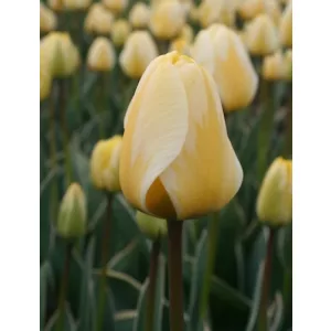 Tulipa Cream Cocktail - Tulipán