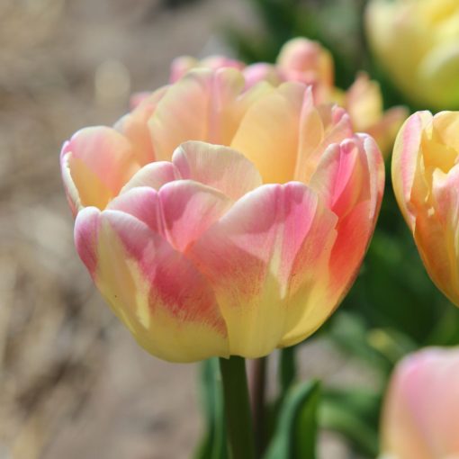 Tulipa Creme Upstar - Tulipán