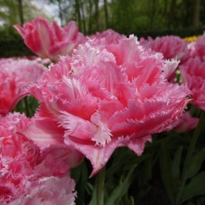 Tulipa Crispion Sweet - Tulipán