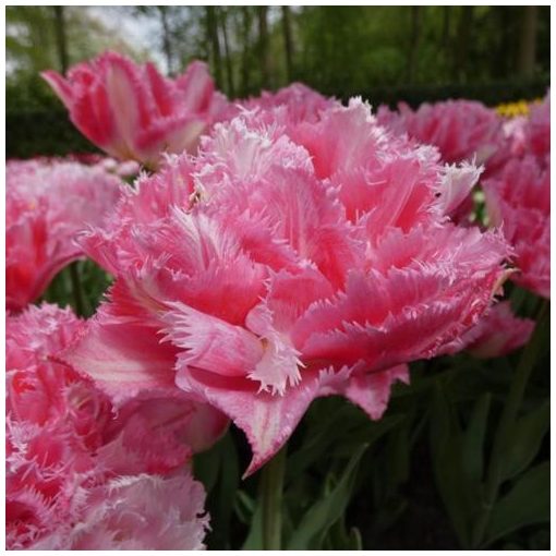 Tulipa Crispion Sweet - Tulipán