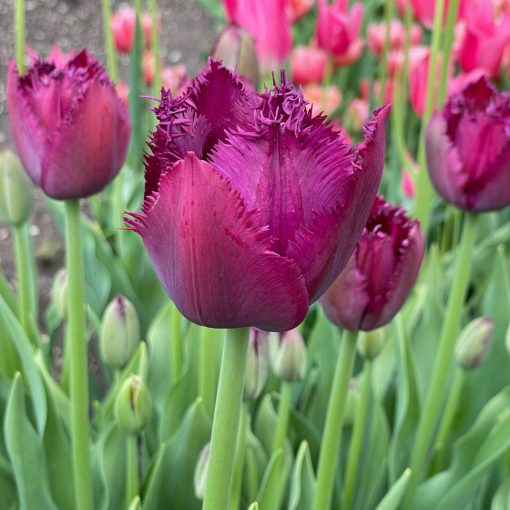 Tulipa Curly Sue - Tulipán