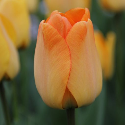 Tulipa Daydream - Tulipán