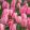 Tulipa Design Impression - Tulipán