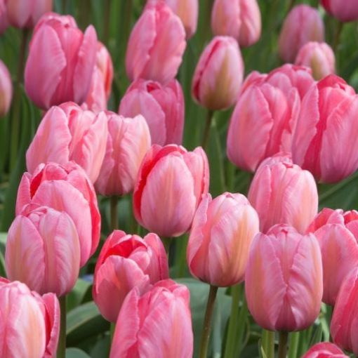 Tulipa Design Impression - Tulipán