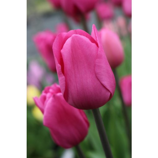 Tulipa Don Quichotte - Tulipán