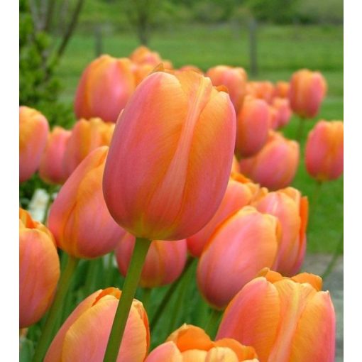 Tulipa Dordogne - Tulipán