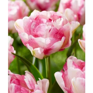 Tulipán - Tulipa Double Shake