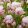 Tulipa Double Surprise - Tulipán