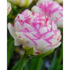 Tulipa Double Touch - Tulipán