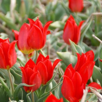 Történelmi tulipánok