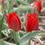 Történelmi tulipánok