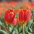 Történelmi tulipánok