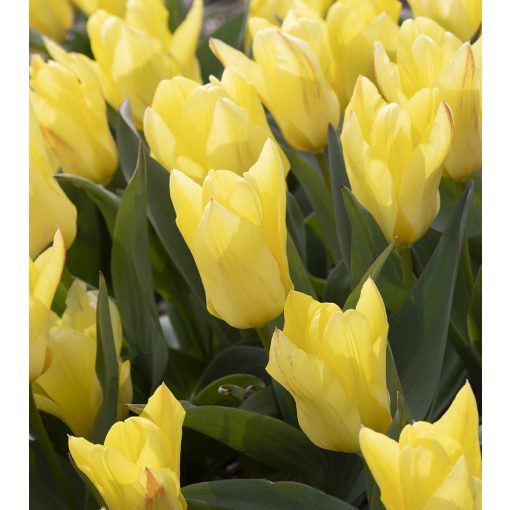 Tulipa Easter Parade - Tulipán