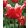 Tulipa Elegant Crown - Tulipán