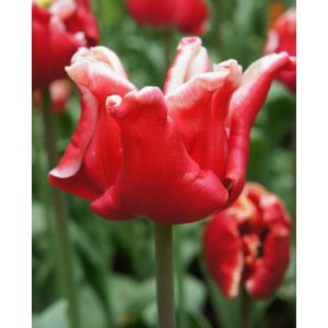 Tulipa Elegant Crown - Tulipán