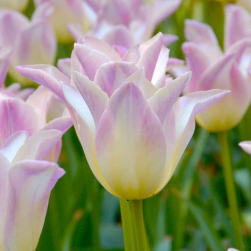Tulipa Elegant Lady - Tulipán