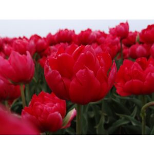 Tulipa Estatic - Tulipán