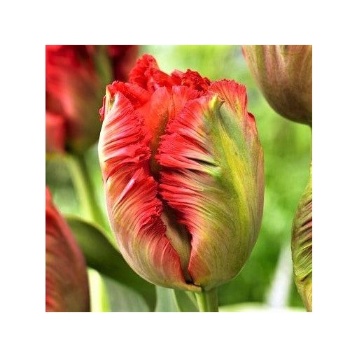Tulipa Exotic Parrot - Tulipán