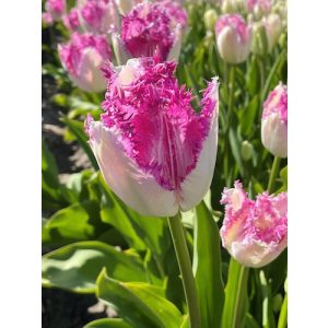 Tulipa Eyelash - Tulipán