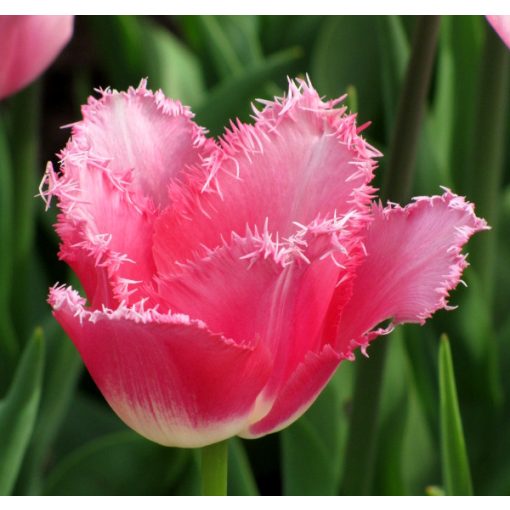 Tulipa Fancy Frills - Tulipán