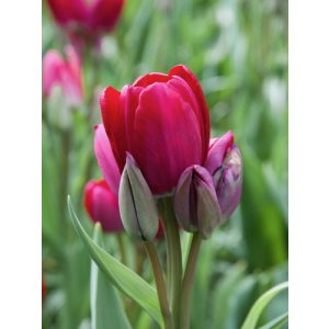 Tulipa Fiery Club - Tulipán