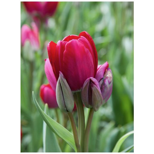 Tulipa Fiery Club - Tulipán