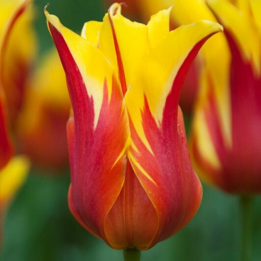 Tulipa Fire Wings - Tulipán