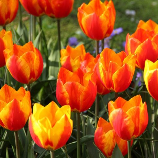 Tulipa Flair - Tulipán