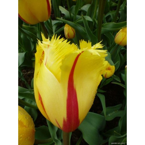 Tulipa Flamenco - Tulipán