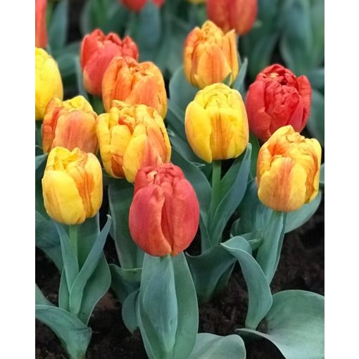 Tulipa Flaming Baby - Tulipán
