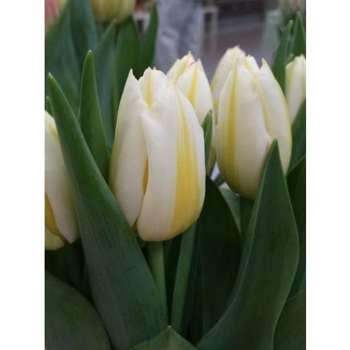 Tulipa Flaming Coquette - Tulipán
