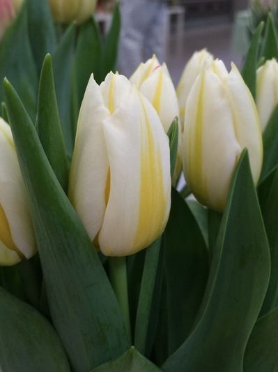 Tulipán - Tulipa 'Flaming Coquette' - Királykert