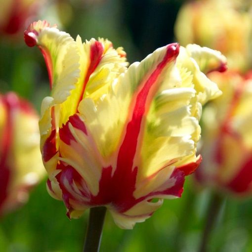 Tulipa Flaming Parrot - Tulipán